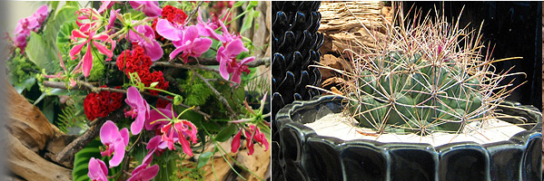 linkes Bild: Strauss aus lila Orchideen, Gloriosen und roten Celosien; rechtes Bild: schwarzes Wabengefäß mit Widerhakenkaktus